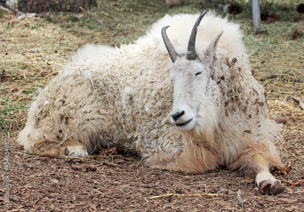 Fototapeta premium Sleeping Mountain goat
