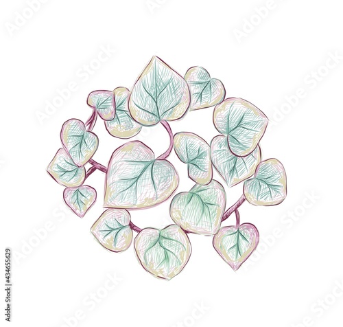 Illustration Hand Drawn Sketch of Ceropegia Woodii Variegata, String of Hearts or Rosary Vine Plant. A Succulent Plants for Garden Decoration.

