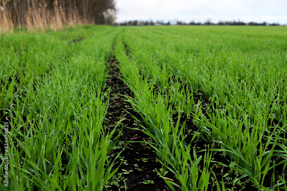 Grown crops in an agricultural field. Green grass on the field, close-up. A plowed and sown field, the first shoots. Grown crops in an agricultural field. Green grass on the field, close-up. A plowed and sown field, the first shoots.