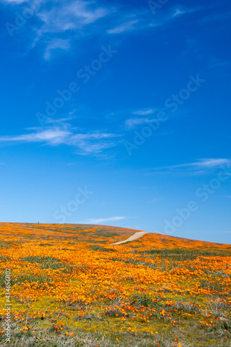 Field of California Golden Poppies blanketing a small desert hill in the Antelope Valley Poppy Preserve in the high desert of southern California USA