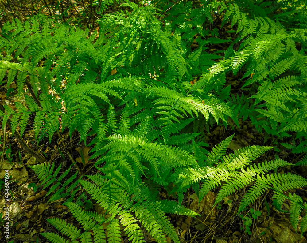 fern leaves fern leaves