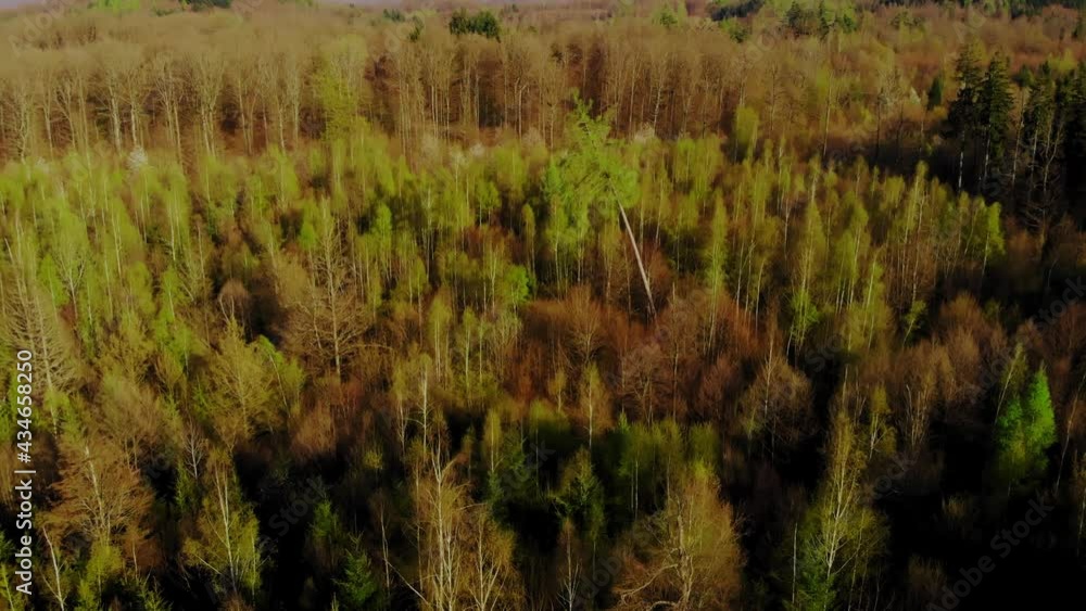 Aerial birds eye shot over green forest trees in sunlight, beautiful landscape in wilderness Aerial birds eye shot over green forest trees in sunlight, beautiful landscape in wilderness