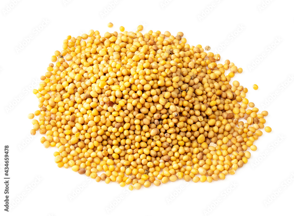 handful of yellow seeds of mustard Brassica Juncea handful of yellow seeds of mustard Brassica Juncea