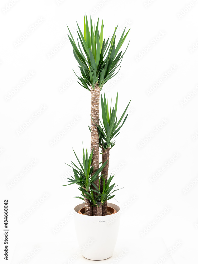 観葉植物(ユッカ) 観葉植物(ユッカ)