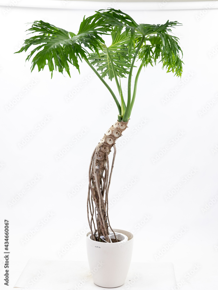 観葉植物 セローム Stock 写真 Adobe Stock
