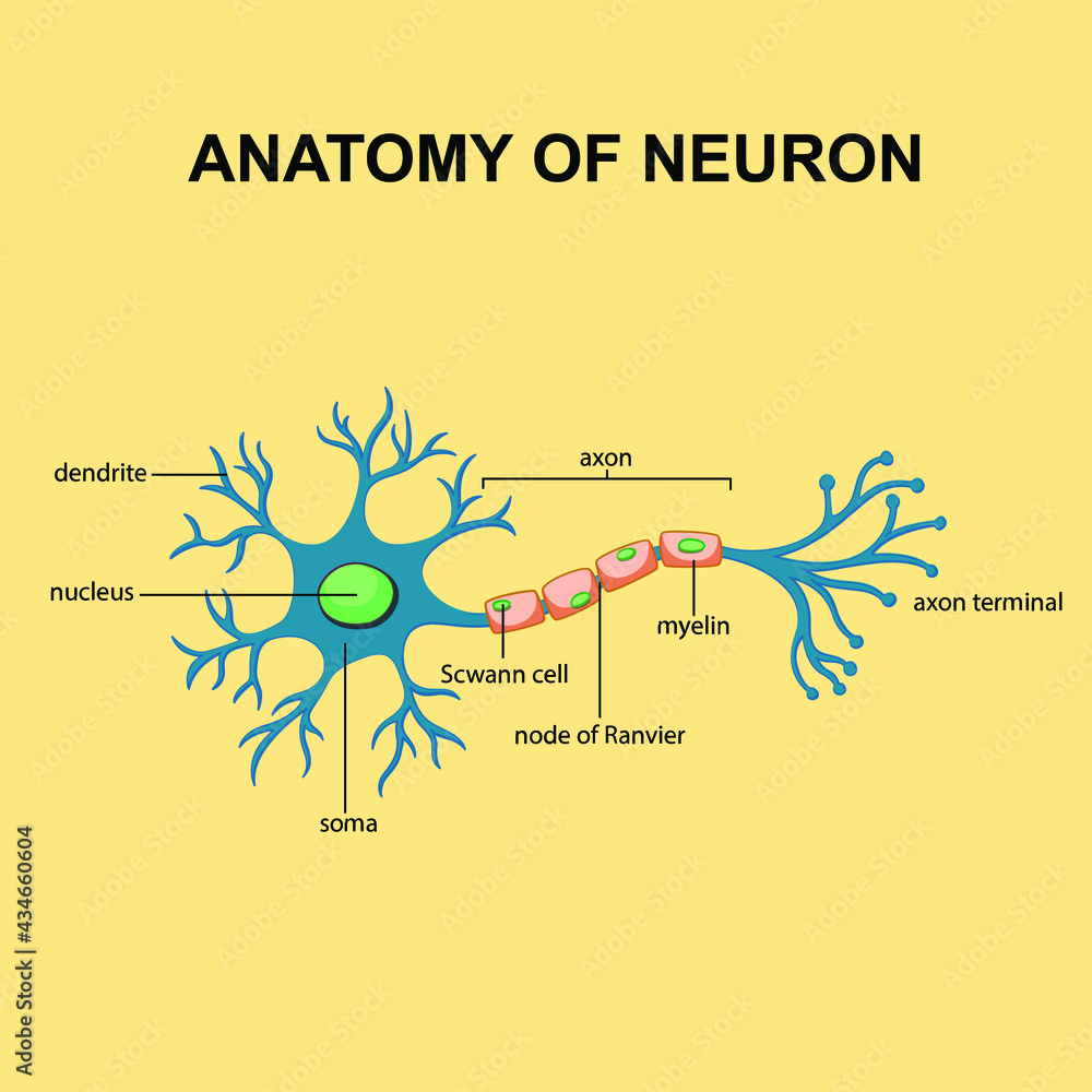 Anatomy of neuron with axon, scwann cells, node of ranvier, axon