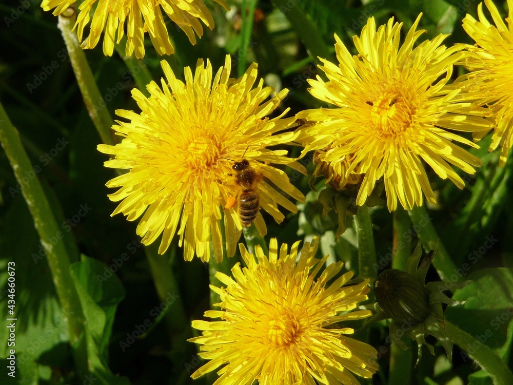dandelions in a meadow dandelions in a meadow