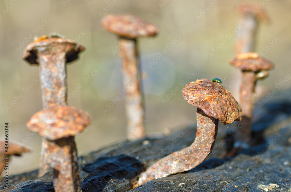 Rusty nails in a log.