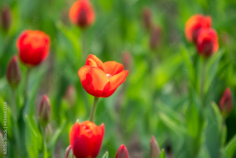 Colorful red tulips blossom in spring garden Colorful red tulips blossom in spring garden