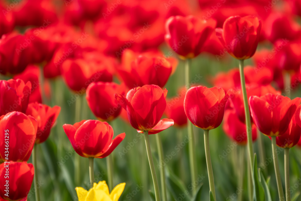 Colorful red tulips blossom in spring garden