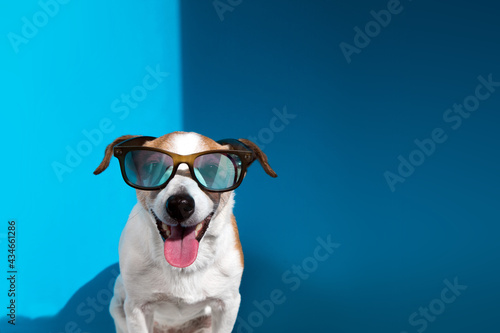 Jack Russell terrier in sunglasses looks at camera on blue © demphoto