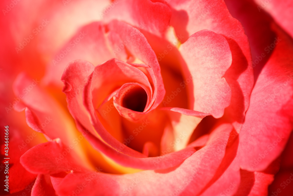 Mikado Hybrid Tea Rose Flower in Bloom. Municipal Rose Garden, San Jose, California, USA. Mikado Hybrid Tea Rose Flower in Bloom. Municipal Rose Garden, San Jose, California, USA.