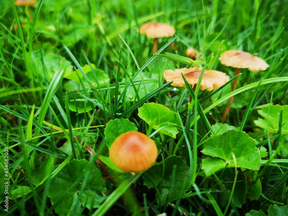 mushroom in the grass mushroom in the grass