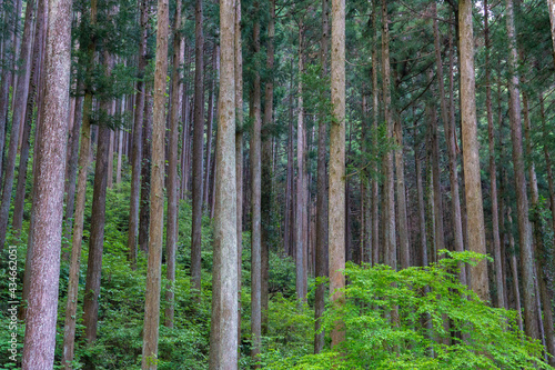 人工林　杉林　檜林