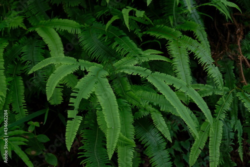 Close up of green fern in the forest.