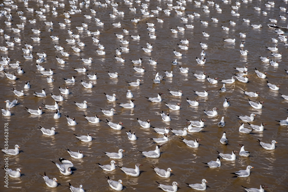 Group of Seagulls floating on the sea surface.