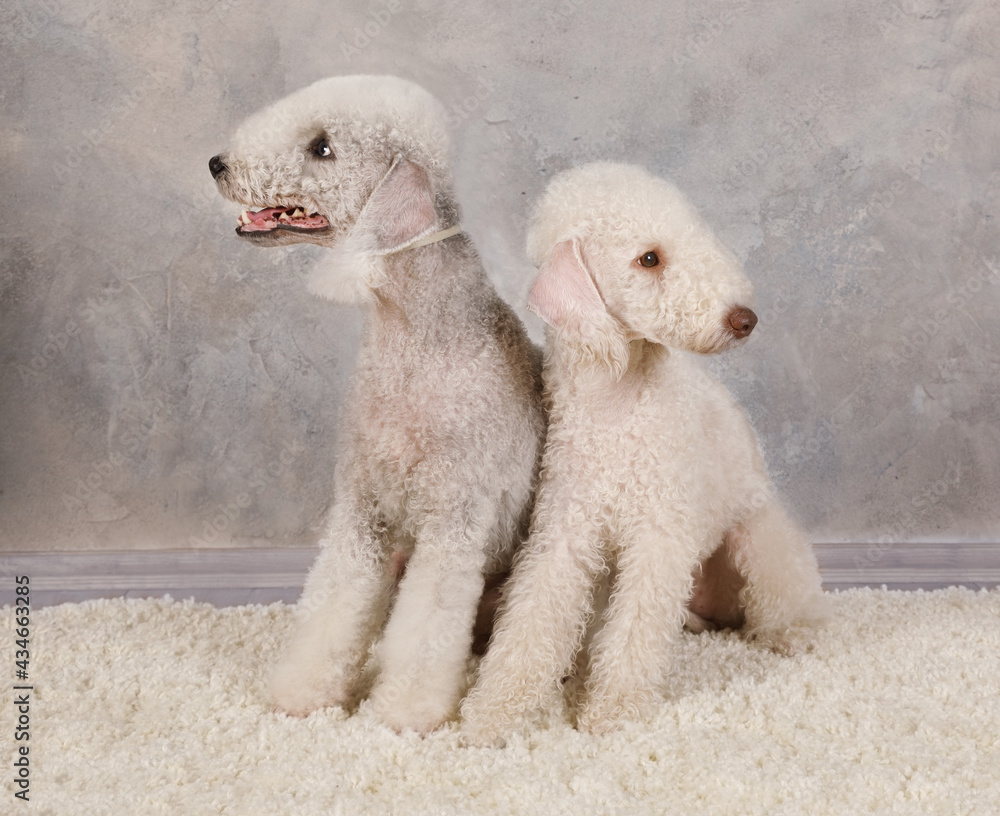 Two pedigreed Bedlington Terrier dog on a fur rug in the studio