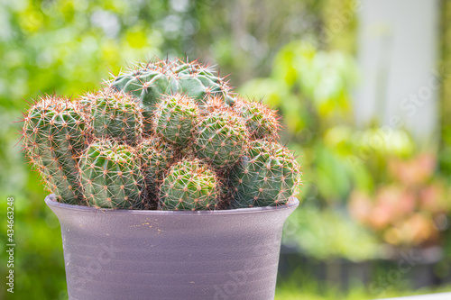 Echinopsis calochlora cactus in pot with nature background photo