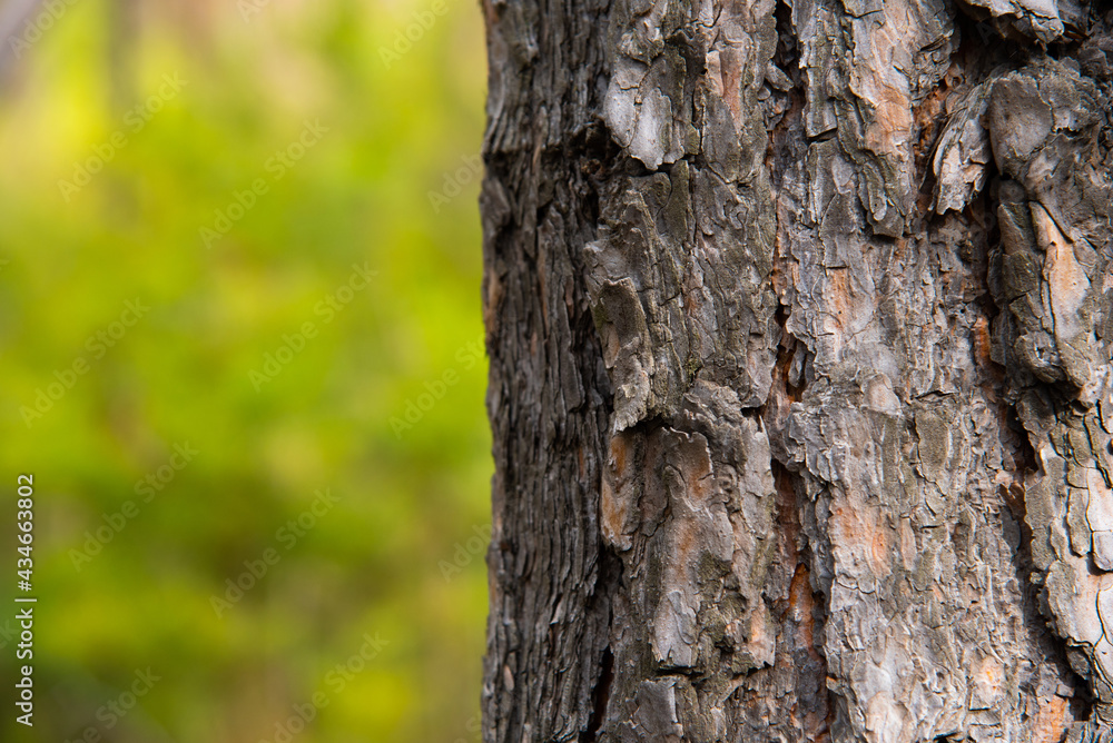 Gray tree trunk close-up on the right against a background of blurred greenery horizontal photo Gray tree trunk close-up on the right against a background of blurred greenery horizontal photo