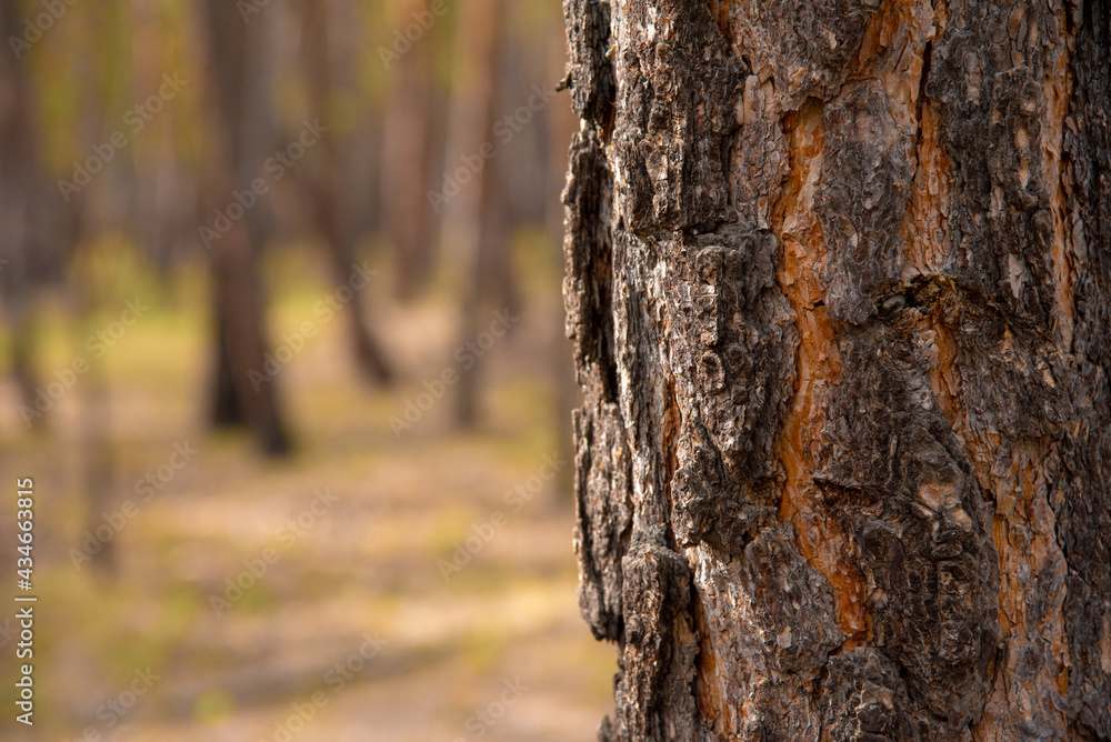 Brown-orange trunk of a tree close-up on the right against the background of a blurred forest horizontal photo Brown-orange trunk of a tree close-up on the right against the background of a blurred forest horizontal photo