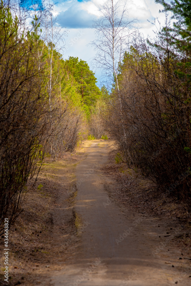 Forest path with shrubs, pine trees against a blue sky with clouds vertical photo