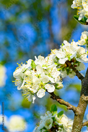 plum tree with white flowers in may photo