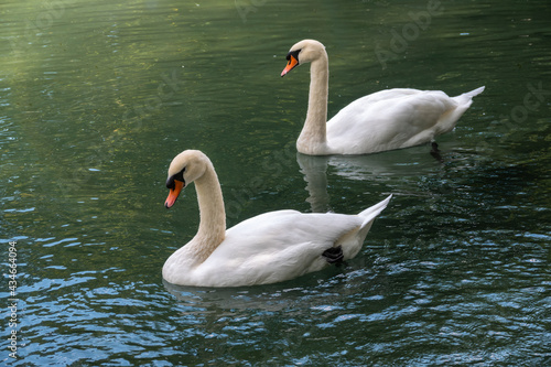 Two graceful white swans swim in the dark water.