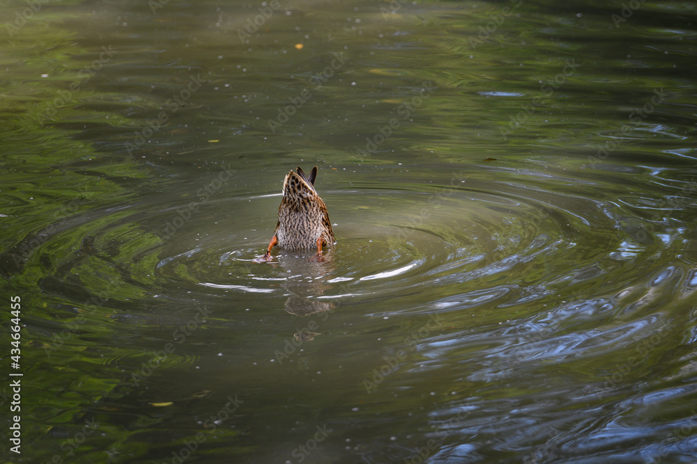 Fototapeta premium A duck on the water with its butt protruding above the surface and its head under the water.