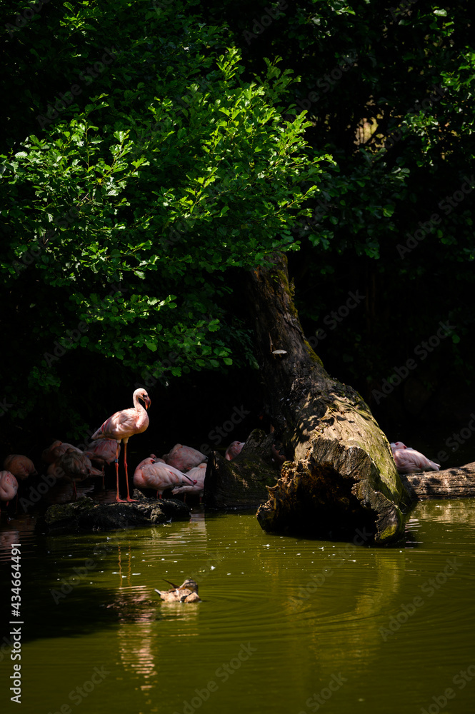 Flamingo standing among lying on the shore near a fallen tree. Flamingo standing among lying on the shore near a fallen tree.