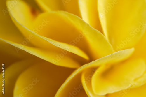 Close up of yelow flower pedal abstract view design banner