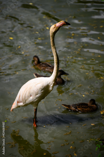 Pink flamingo standing in the water with ducks.