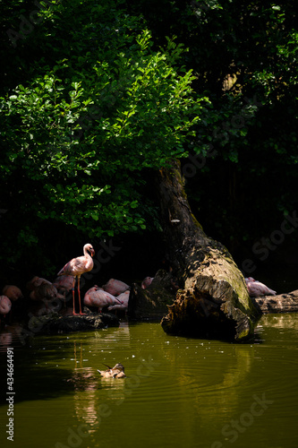 Flamingo standing among lying on the shore near a fallen tree.