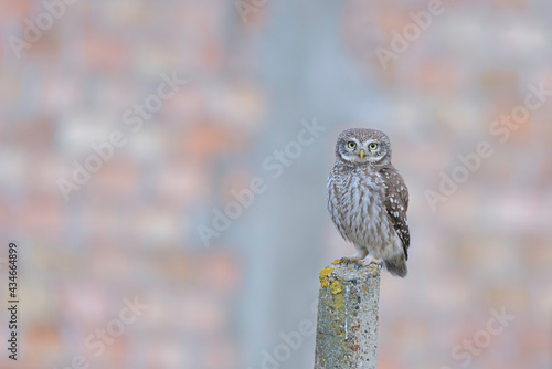 The little owl (Athene noctua) standing on a rock on a colorful background.