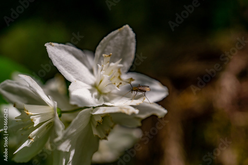 ヒメウツギ 春の花