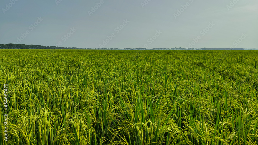 Rice paddy field landscape in Asia. For backdrop or background. Clear blue sky. No people. Rice paddy field landscape in Asia. For backdrop or background. Clear blue sky. No people.