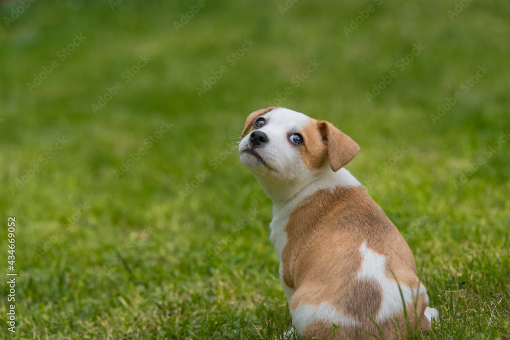 beagle puppy on grass beagle puppy on grass