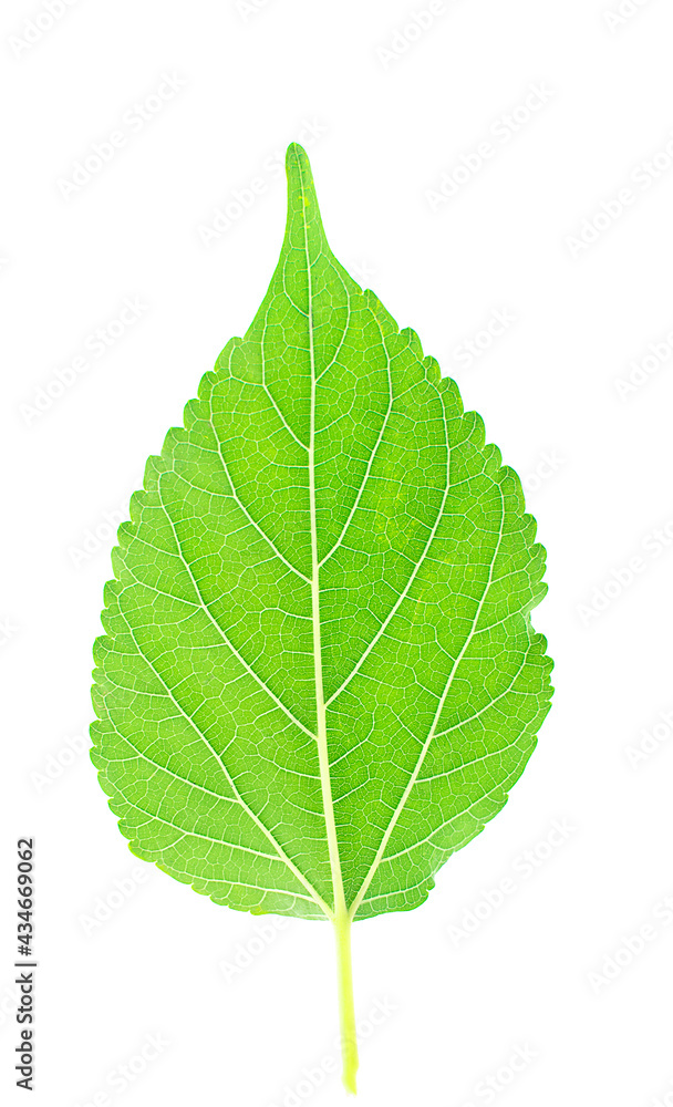 Mulberry leaf on white background. Mulberry leaf on white background.