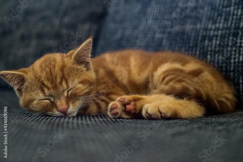 Schlafender kleiner Kater