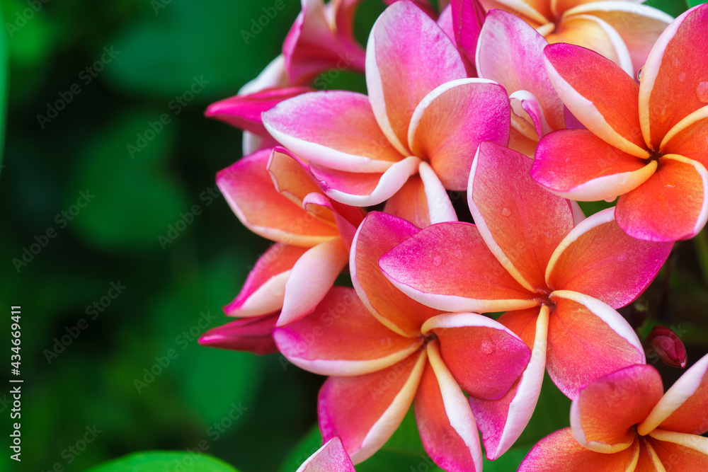 Plumeria flower.Pink yellow and white frangipani tropical flora, plumeria blossom blooming on tree. Plumeria flower.Pink yellow and white frangipani tropical flora, plumeria blossom blooming on tree.