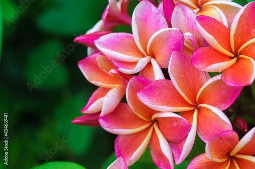 Plumeria flower.Pink yellow and white frangipani tropical flora  plumeria blossom blooming on tree. 