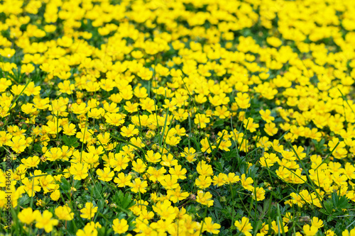 Small yellow buttercup flowers summer nature beautiful background.