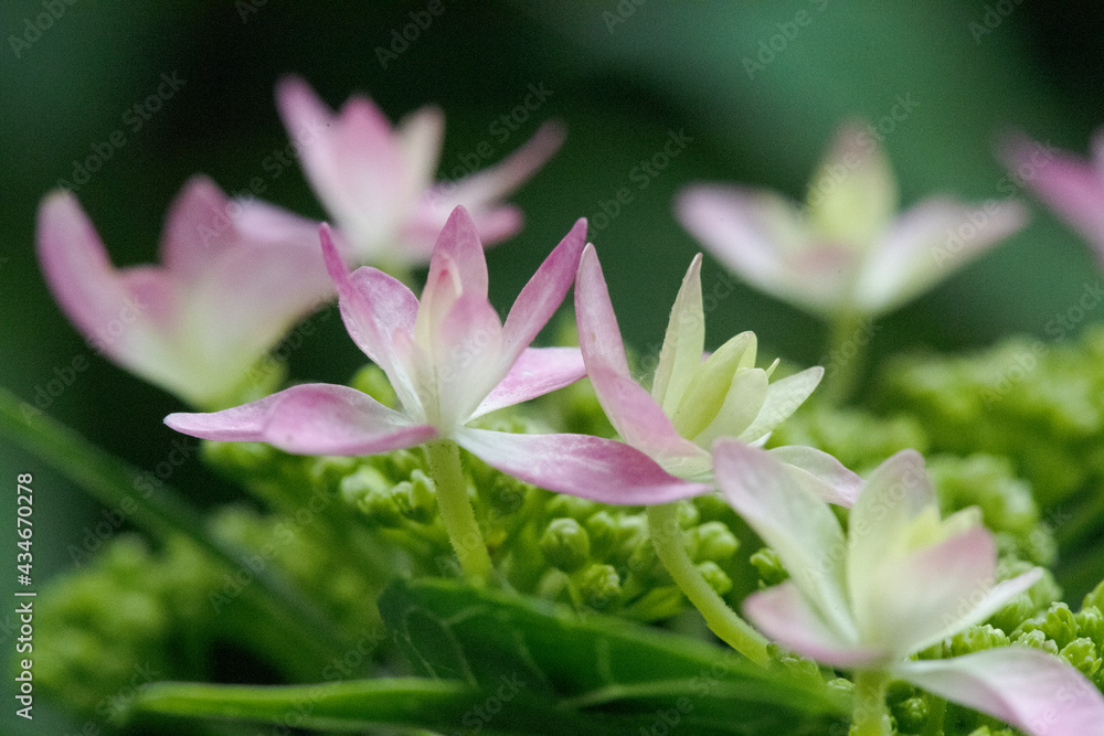 Fototapeta premium 桃色のガクアジサイ2