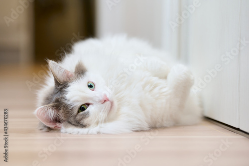 木のフローリングの上にのんびりしている白猫