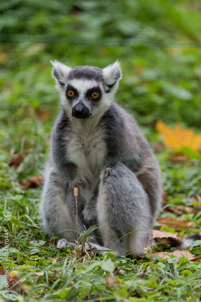 ring lemur ring lemur