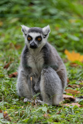 ring lemur © Krzysztof