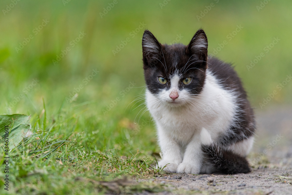 Fototapeta premium cat on green grass