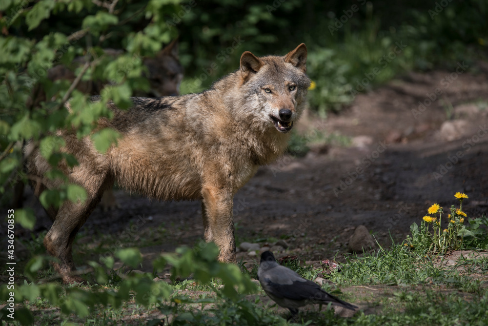 gray wolf canis lupus