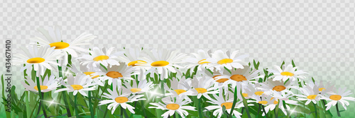 Bouquet realistic daisy, camomile flowers. Seasonal sales