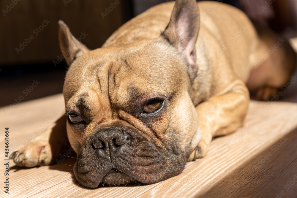 Sleepy looking french bulldog lies on a floor and taking sunbath. Cute dometic pet at home.