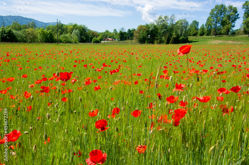a beautiful expanse of poppies in spring